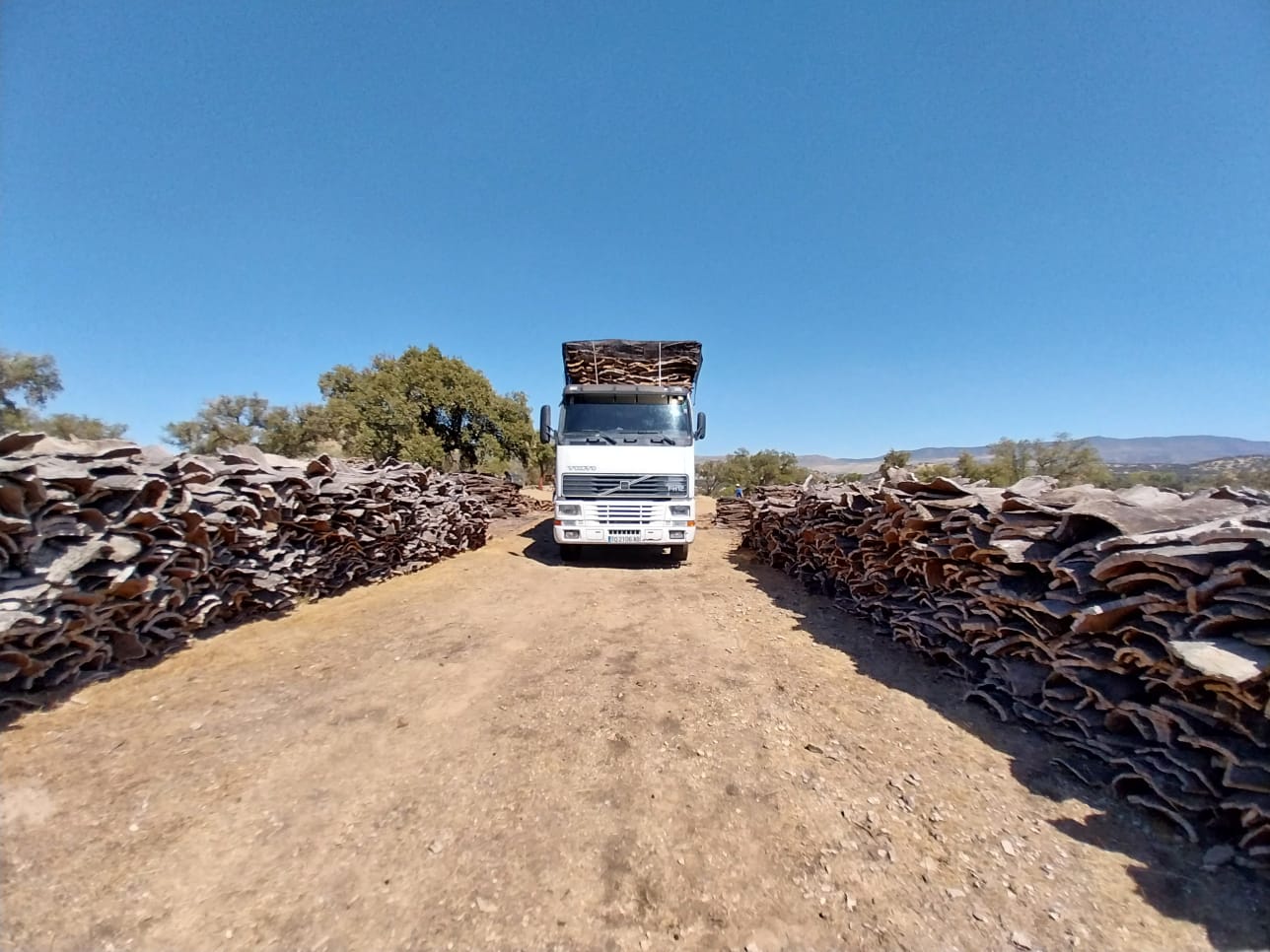 La Diputación inicia la salida del corcho obtenido en la finca pública Monte San Antonio