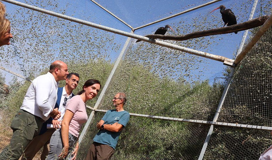 Cádiz recibe 15 ejemplares de ibis eremita tras 2.500 kilómetros de migración guiada desde Alemania