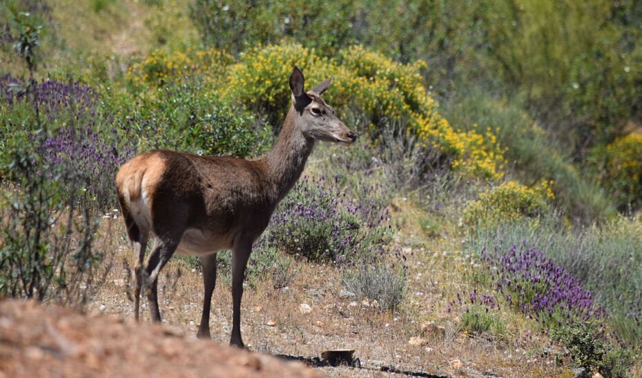 La Junta muestrea más de mil ejemplares de fauna silvestre durante la temporada 2025/2026