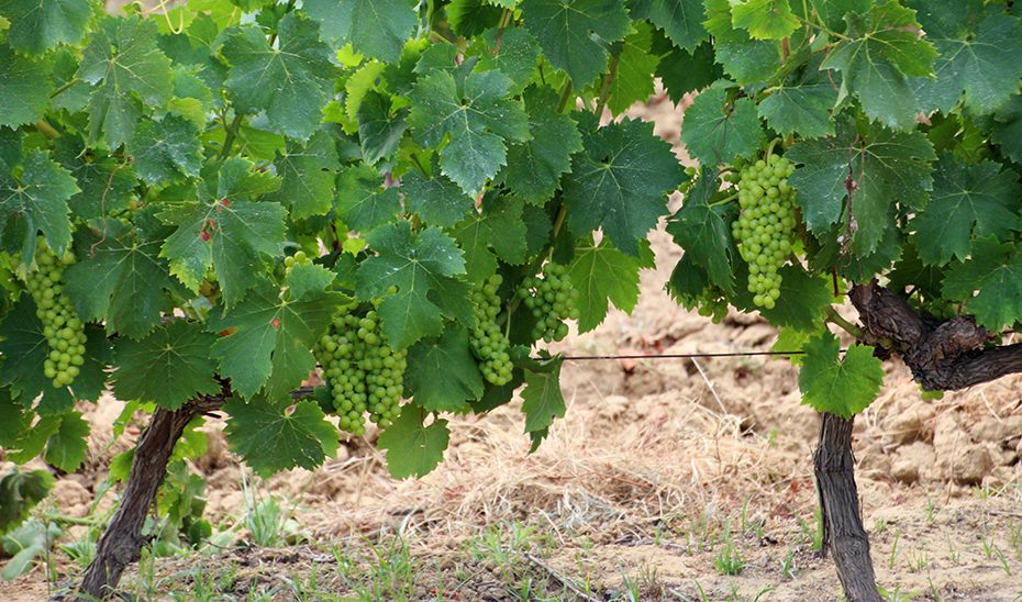 Aprobada la formulación de la primera Estrategia del Viñedo y el Vino de Andalucía 2028-2031