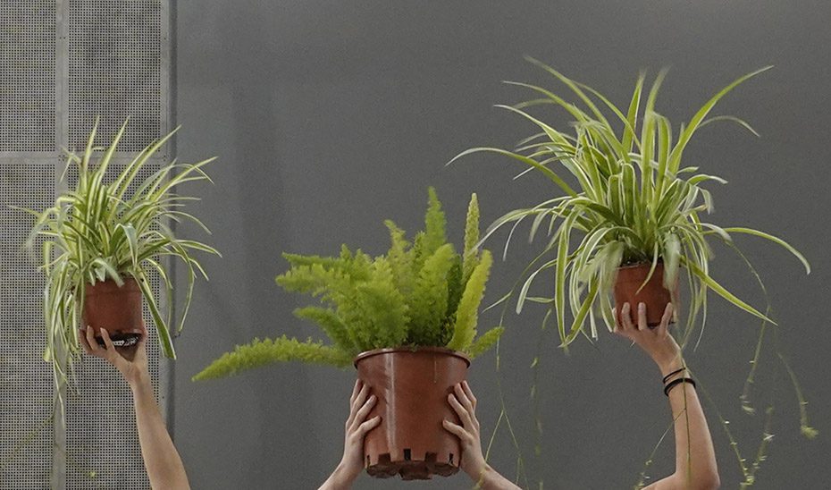 El C3A presenta la acción ‘Patios’, de Maider López, dentro de la programación de Flora 2026