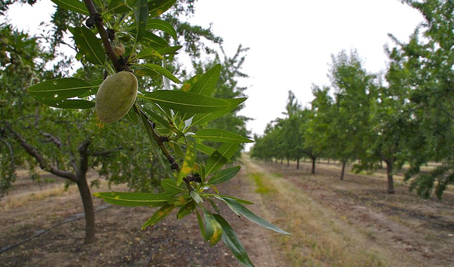 Autorizadas subvenciones para respaldar a los productores de almendra afectados por heladas