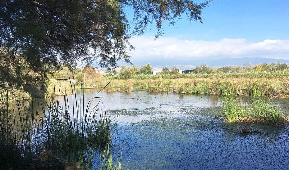 Declarada la Charca de Suárez, en Motril, como Zona de Especial Protección para las Aves