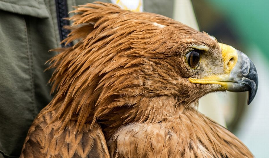 Liberados dos ejemplares de águila imperial ibérica en Almería