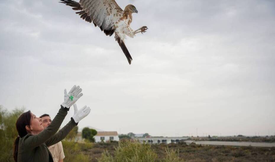 Liberadas cinco rapaces recuperadas en los CREA Dunas de San Antón y Marismas del Odiel